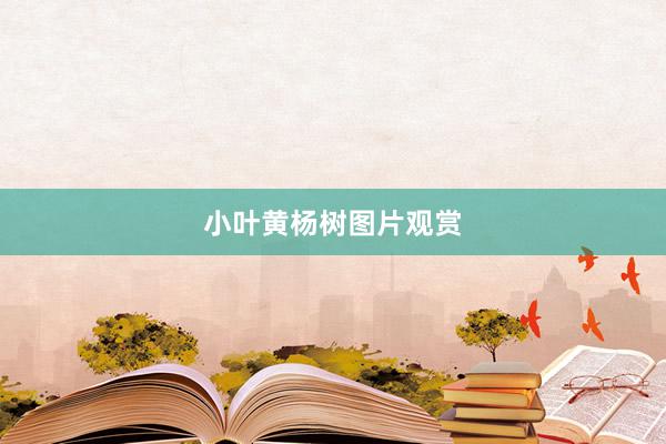 小叶黄杨树图片观赏